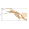 BOTEGA GOLD - GLOSSY 60x120 Tiles